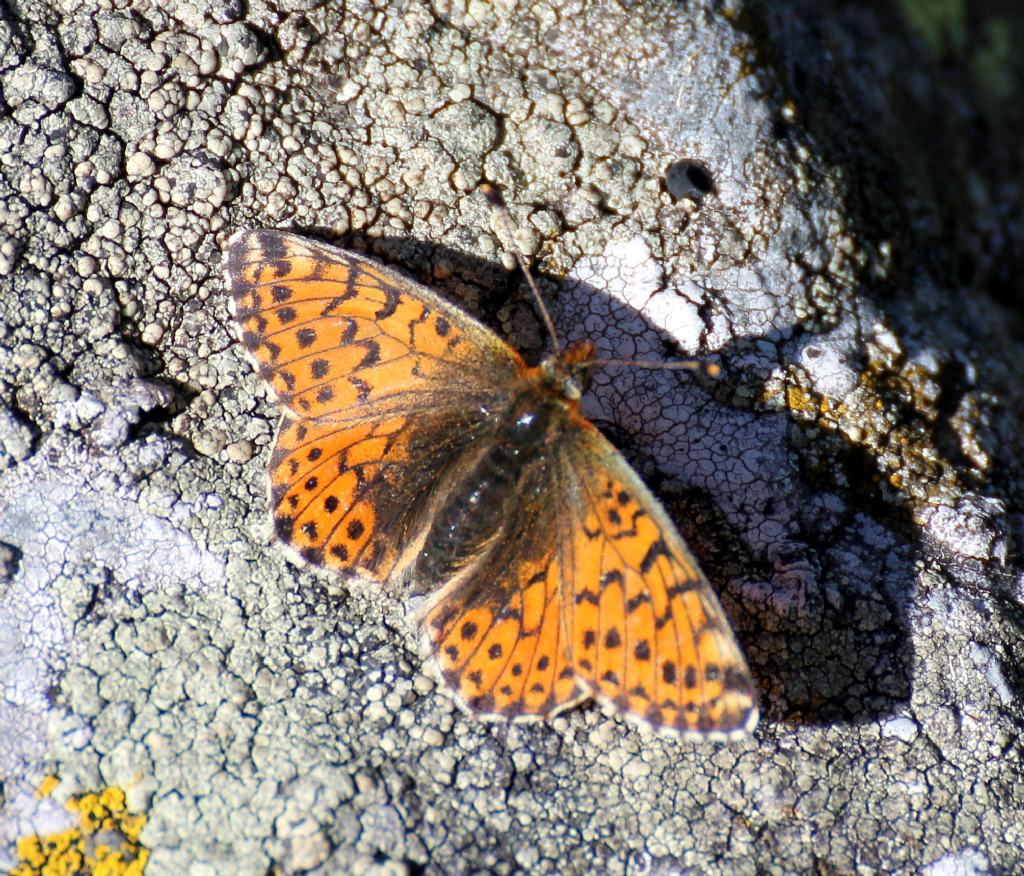 Boloria sp., pales o napaea